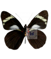 Pereute telthusa