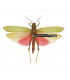 ORTHOPT001