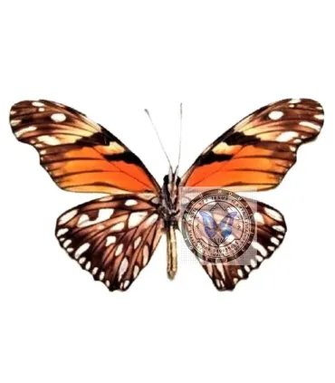 Heliconidae Dione juno