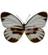 PIERIDAE