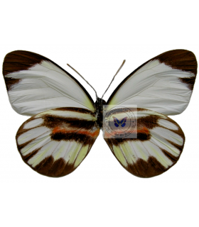 PIERIDAE