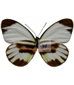 Perrhybris pyrrha carmenta
