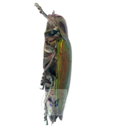 Buprestidae  Euchroma giganteus giganteus