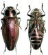 Buprestidae  Euchroma giganteus giganteus