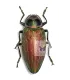 Buprestidae  Euchroma giganteus giganteus