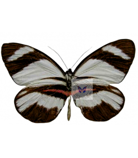 PIERIDAE