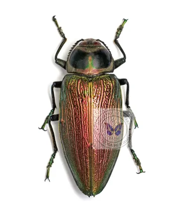 Buprestidae  Euchroma giganteus giganteus