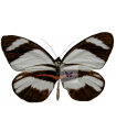 Perrhybris lorena lorena
