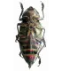 Buprestidae  Euchroma giganteus giganteus