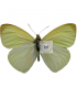PIERIDAE
