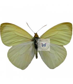 PIERIDAE