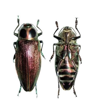Buprestidae  Euchroma giganteus giganteus