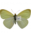 Methania aureomaculata