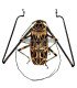 Cerambycidae acrocinus longemanus