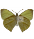 PIERIDAE