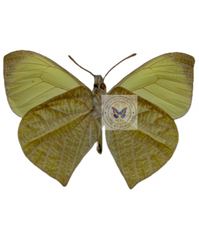 PIERIDAE