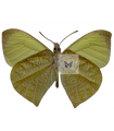 Methania agasicles