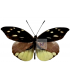 PIERIDAE