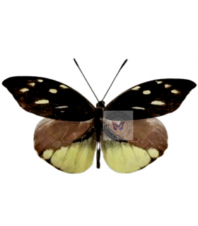 PIERIDAE