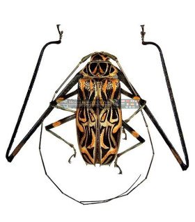 Cerambycidae acrocinus longemanus