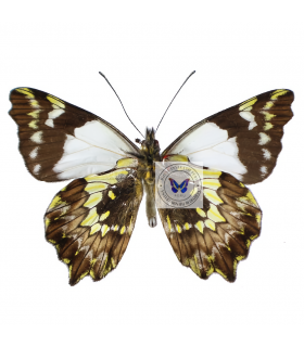 PIERIDAE