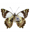 Ledonta zenobia zenobia