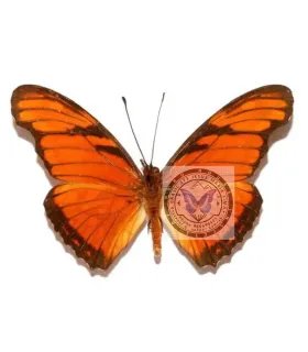 Heliconidae Dione juno