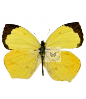 PIERIDAE