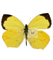 Eurema arbela