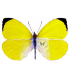 PIERIDAE