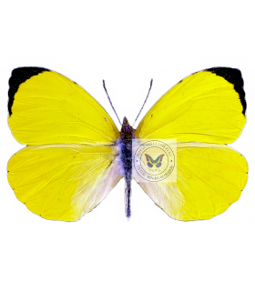 PIERIDAE