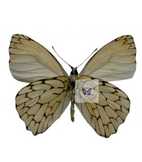 PIERIDAE