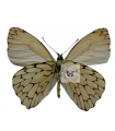Hesperocharis marchali coloe