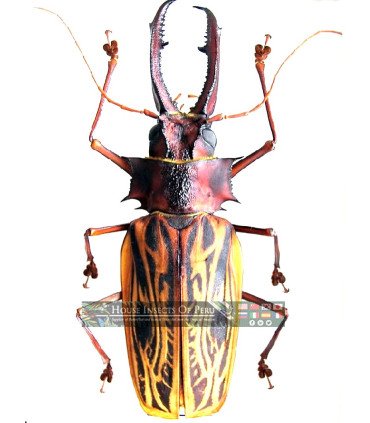 Cerambycidae macrodontia cerviconis
