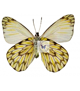 PIERIDAE