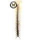 scorpionidae