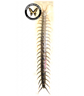 scorpionidae