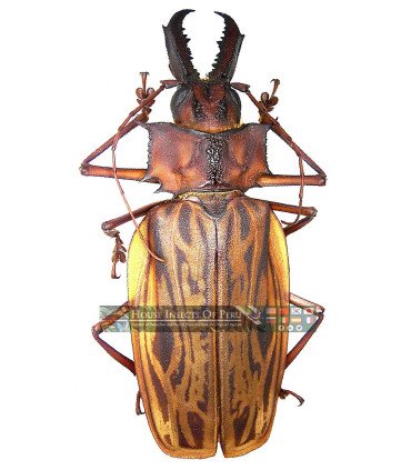 Cerambycidae macrodontia cerviconis
