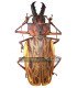 Cerambycidae macrodontia cerviconis