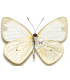 PIERIDAE