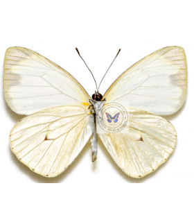 PIERIDAE