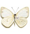 Leptophobia aripa aripa