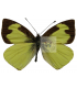 PIERIDAE