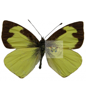PIERIDAE