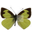 Leptophobia eleone eleone
