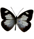 PIERIDAE