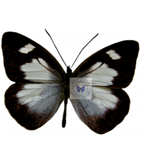 PIERIDAE