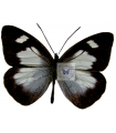 Leptophobia philoma