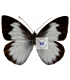 PIERIDAE