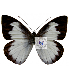 PIERIDAE